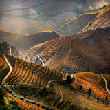 Steeped in Color