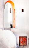 Cat in the Shade