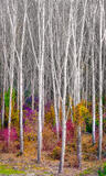 Woodland Realm