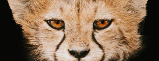 Intensity