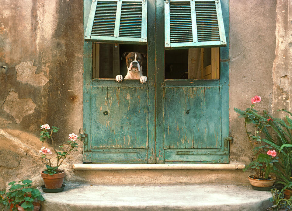 Cucciolo