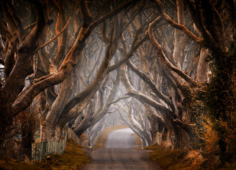 Enchanted - Horizontal