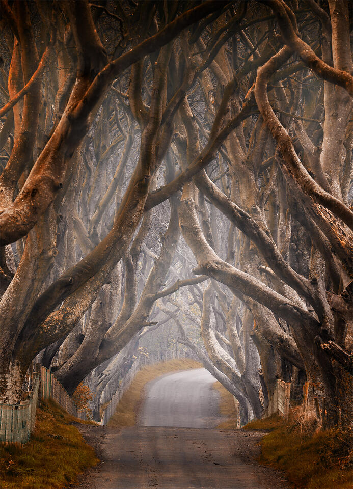 Enchanted - Vertical