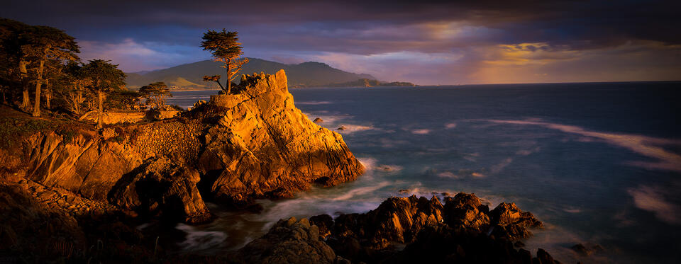 Lone Cypress