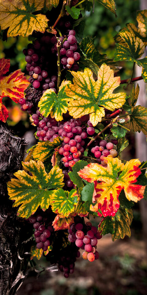 Ready for Harvest