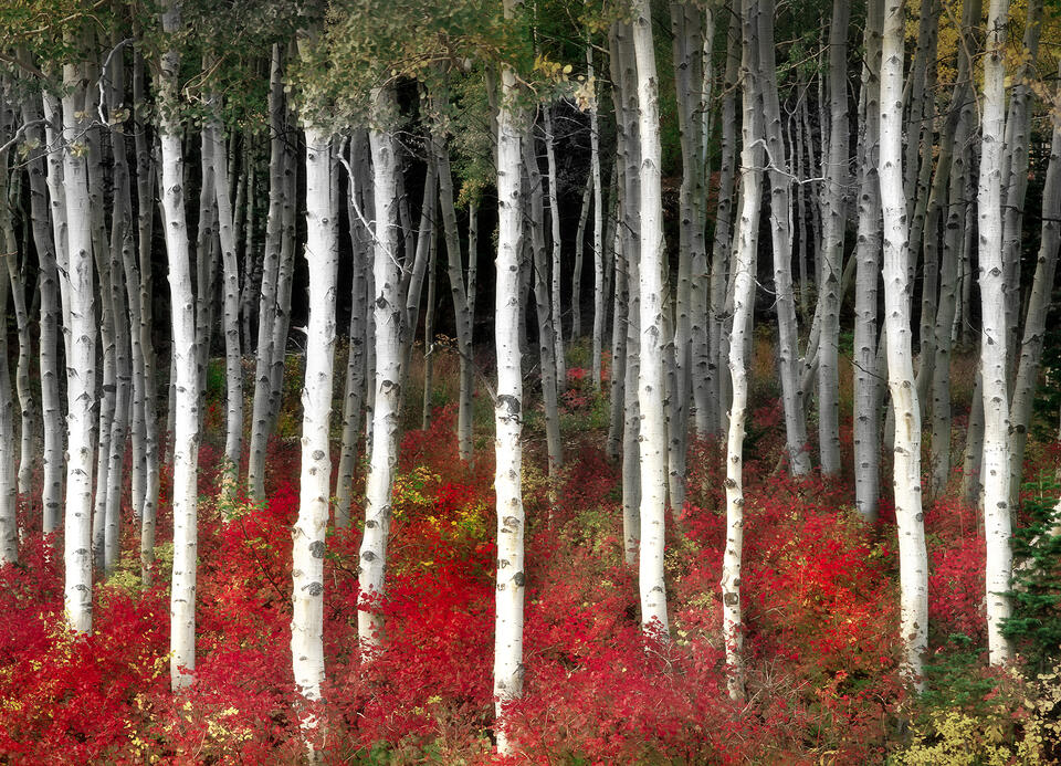Aspen Grove