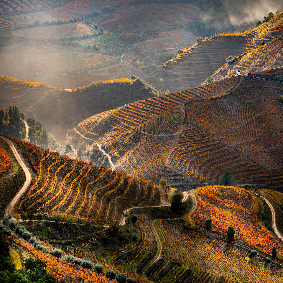 Steeped in Color