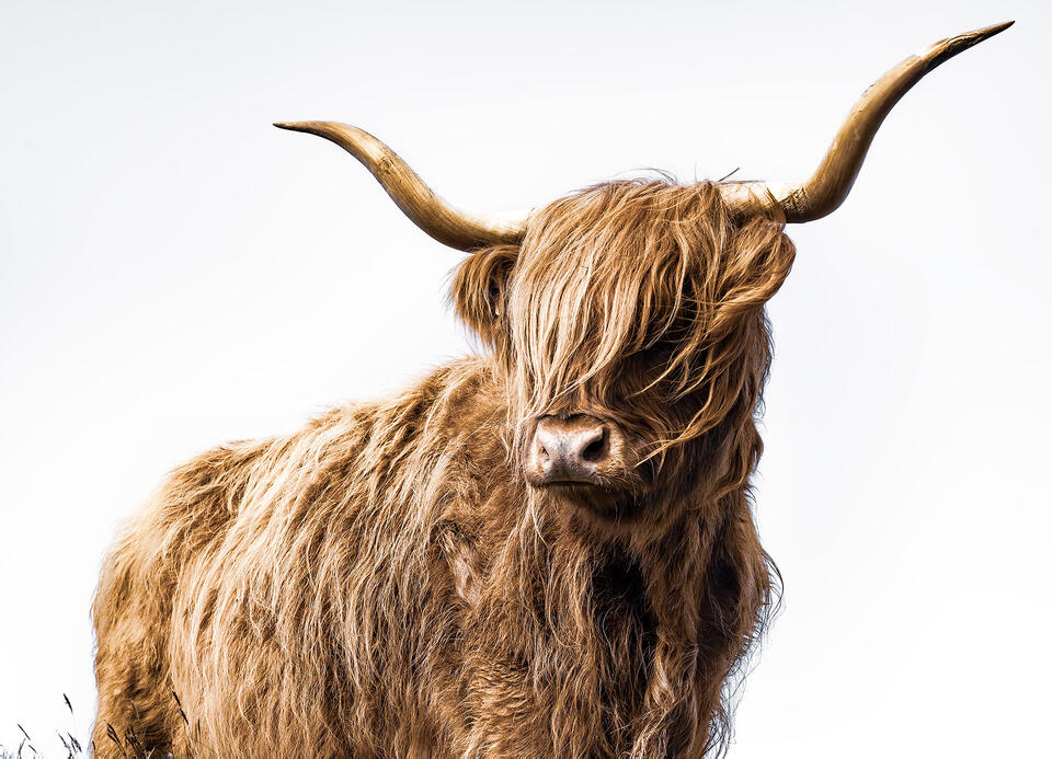 Highlander I