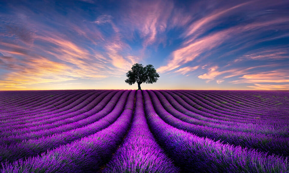 Lavender Fields Forever