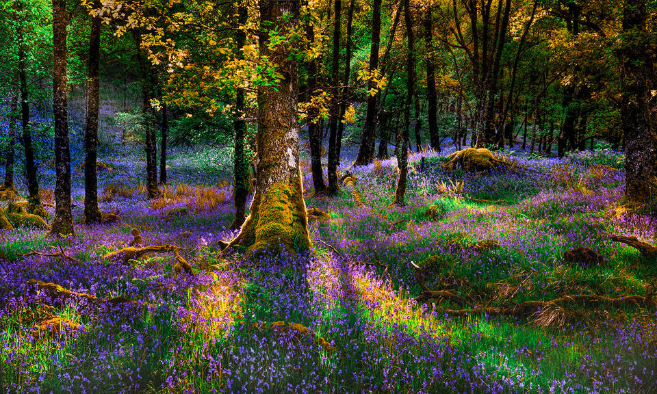 Rhapsody in Color