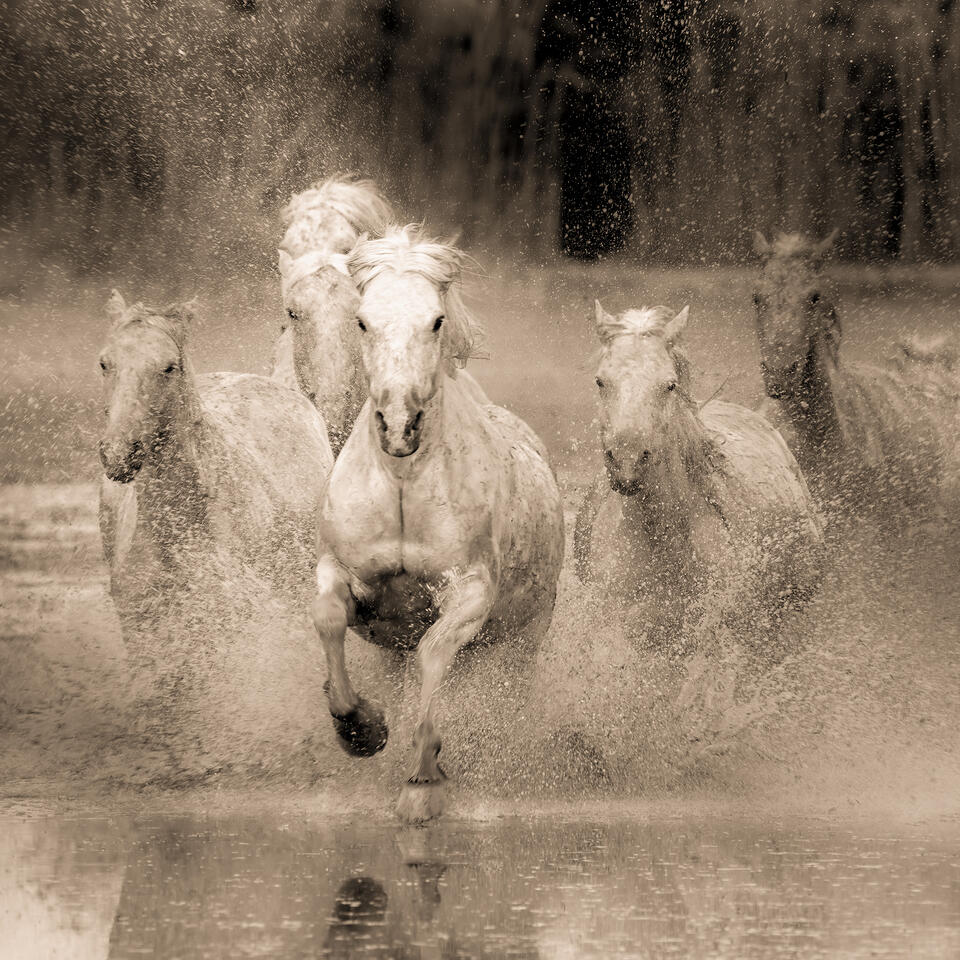 Running Horses