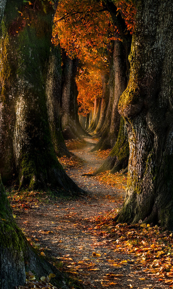 The Way